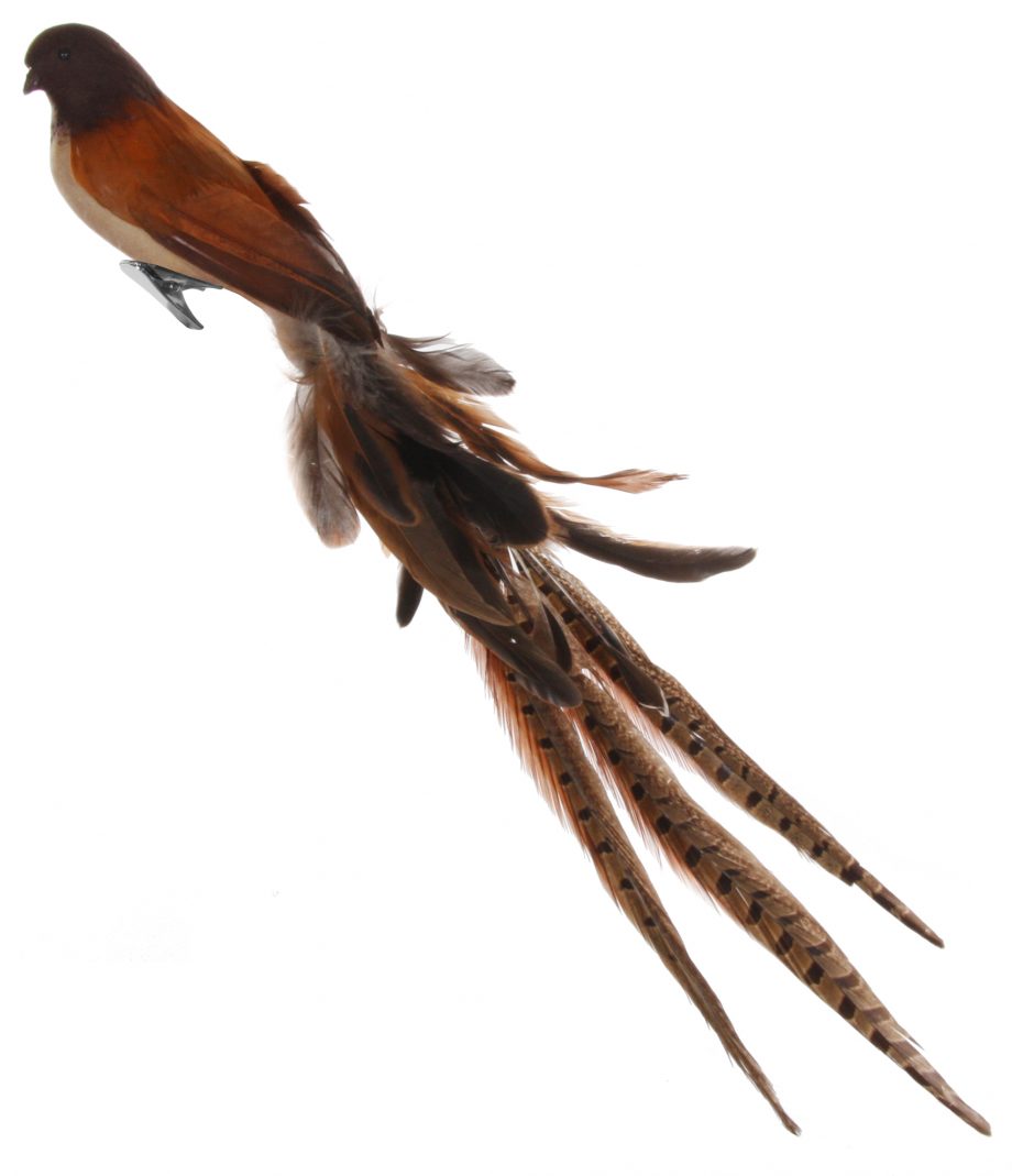 50019 920x1069 - Fugl - Feather bird, brown